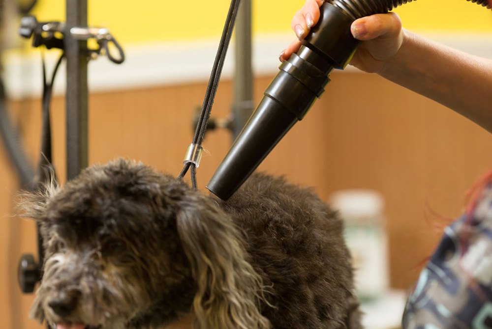 dog blaster dryer uk