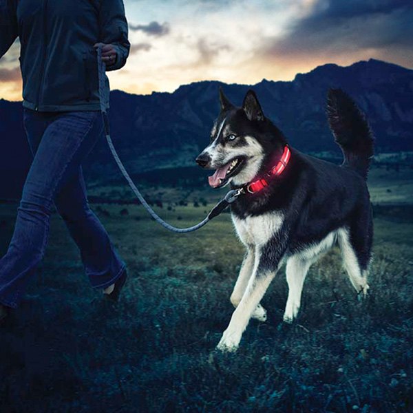 nite dawg collar