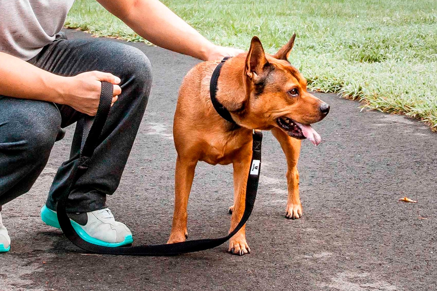 plush dog with leash