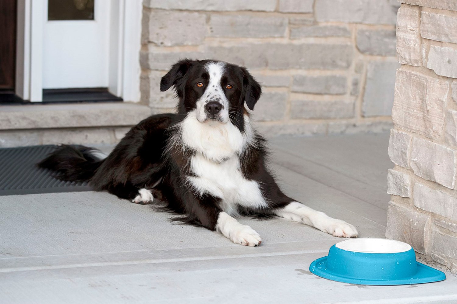 Pet Supplies : WeatherTech Single Low Pet Feeding System - Heavy-Duty Dog &  Cat Food/Water Bowl - 8 oz (1 Cup) Dark Grey (SL0801DG) 